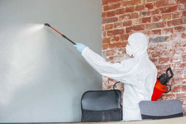 Best Black Mold Removal  in Seth Ward, TX