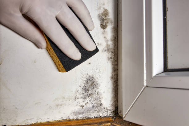 Mold Odor Removal Services in Seth Ward, TX